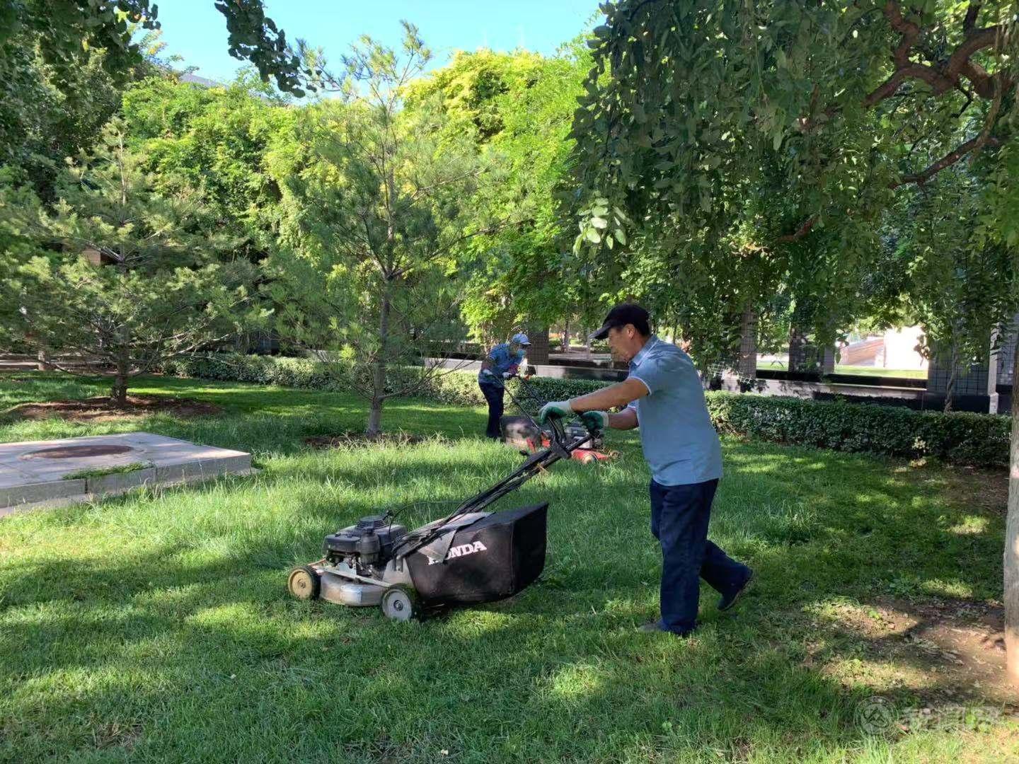 修剪草坪.jpg